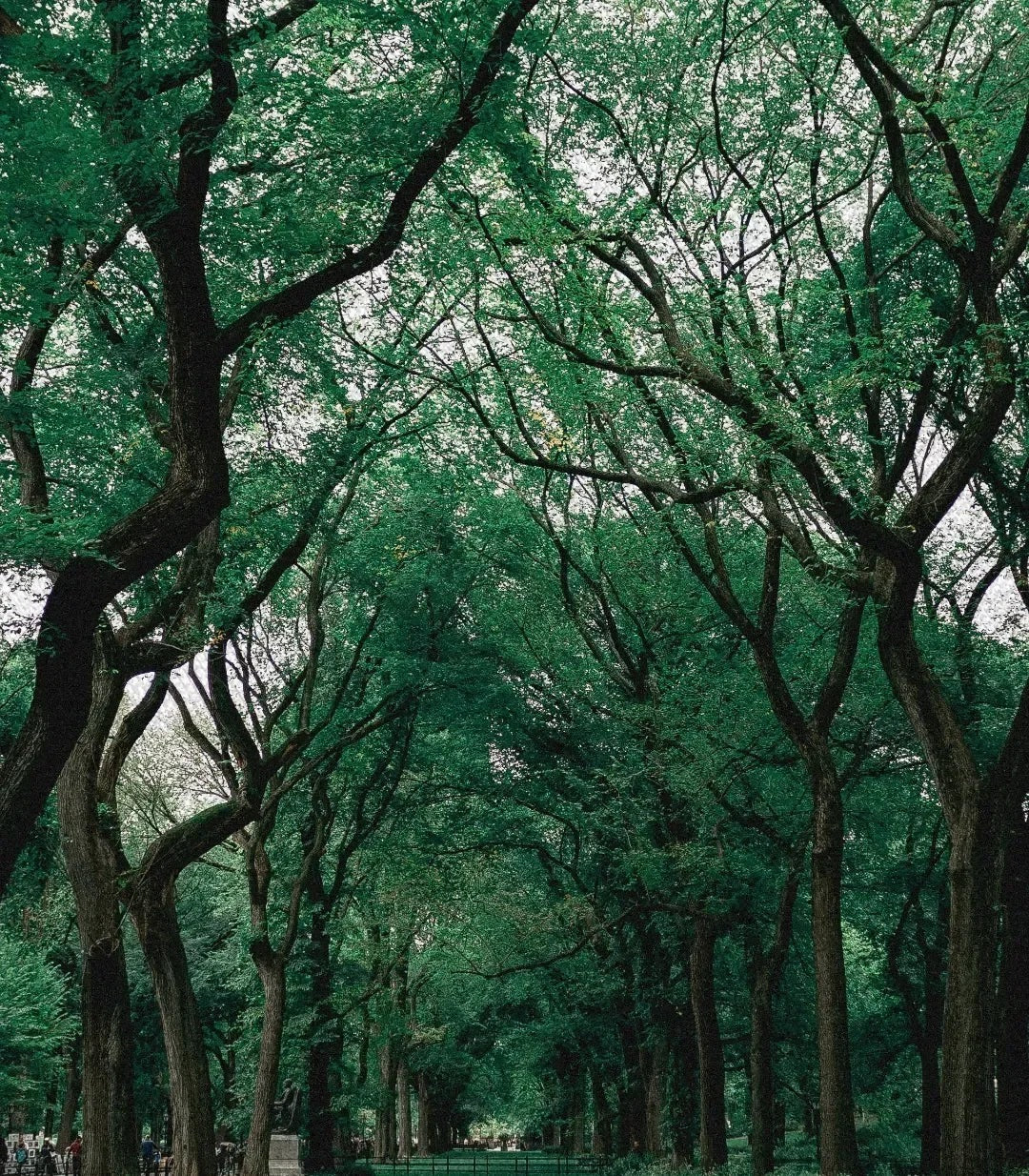 Path of The Forest