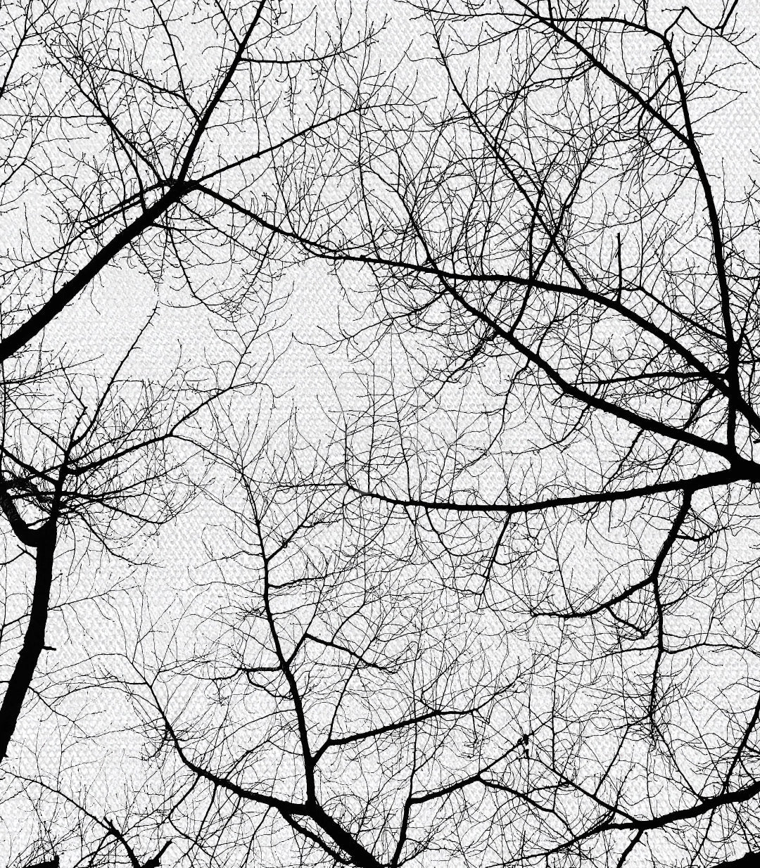 Branches Fade