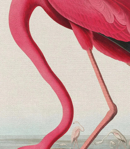The Flamingo-s Stance