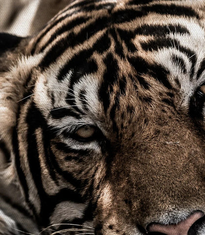 Tiger's respite