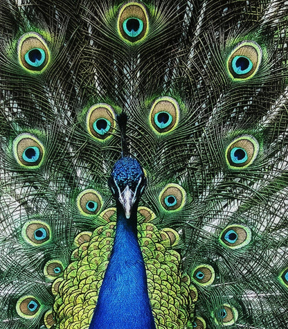 Iridescent Glory