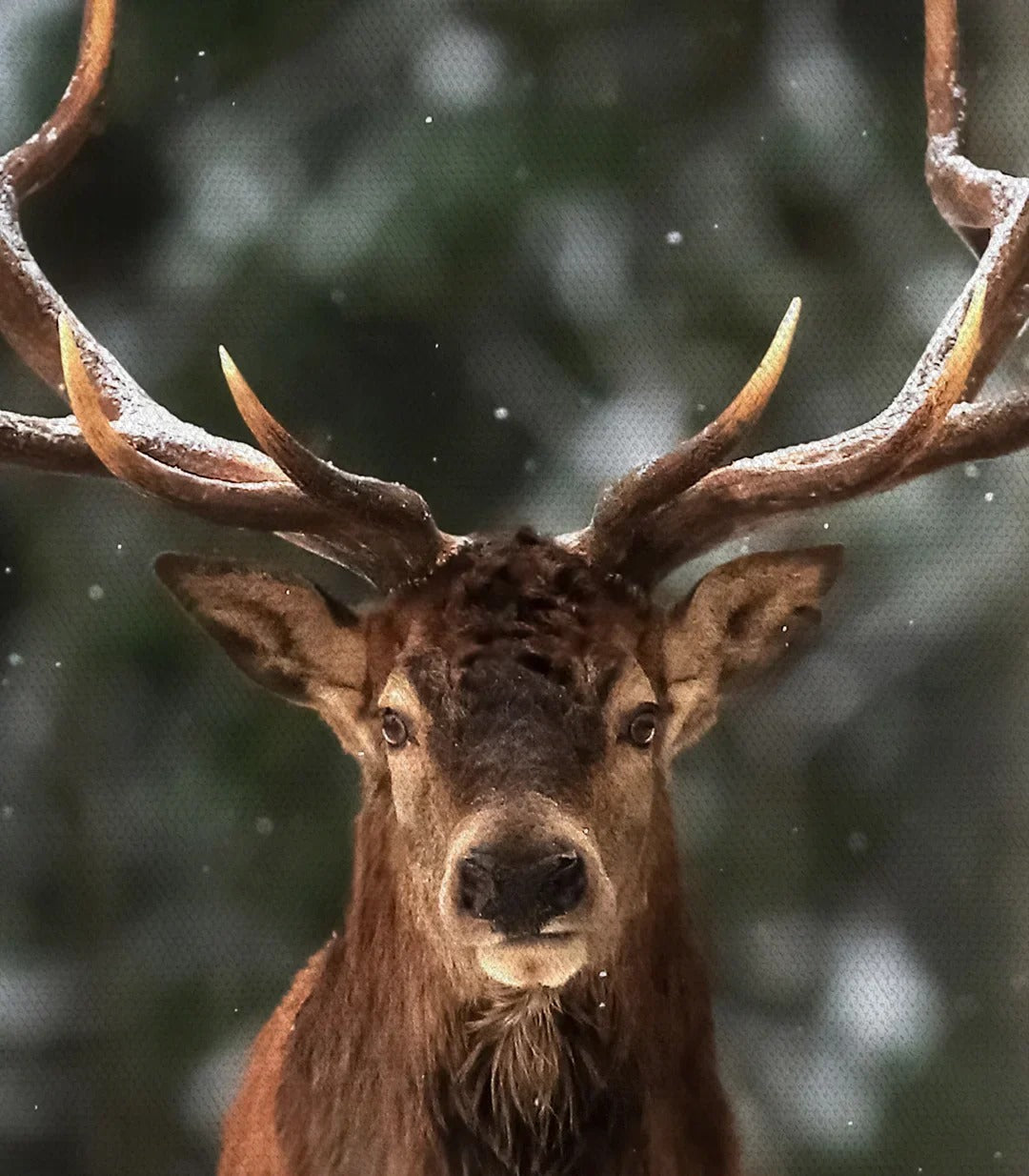Deer's Gaze