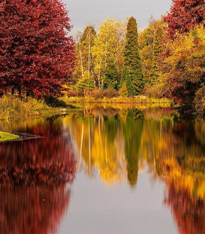 Autumn Trees