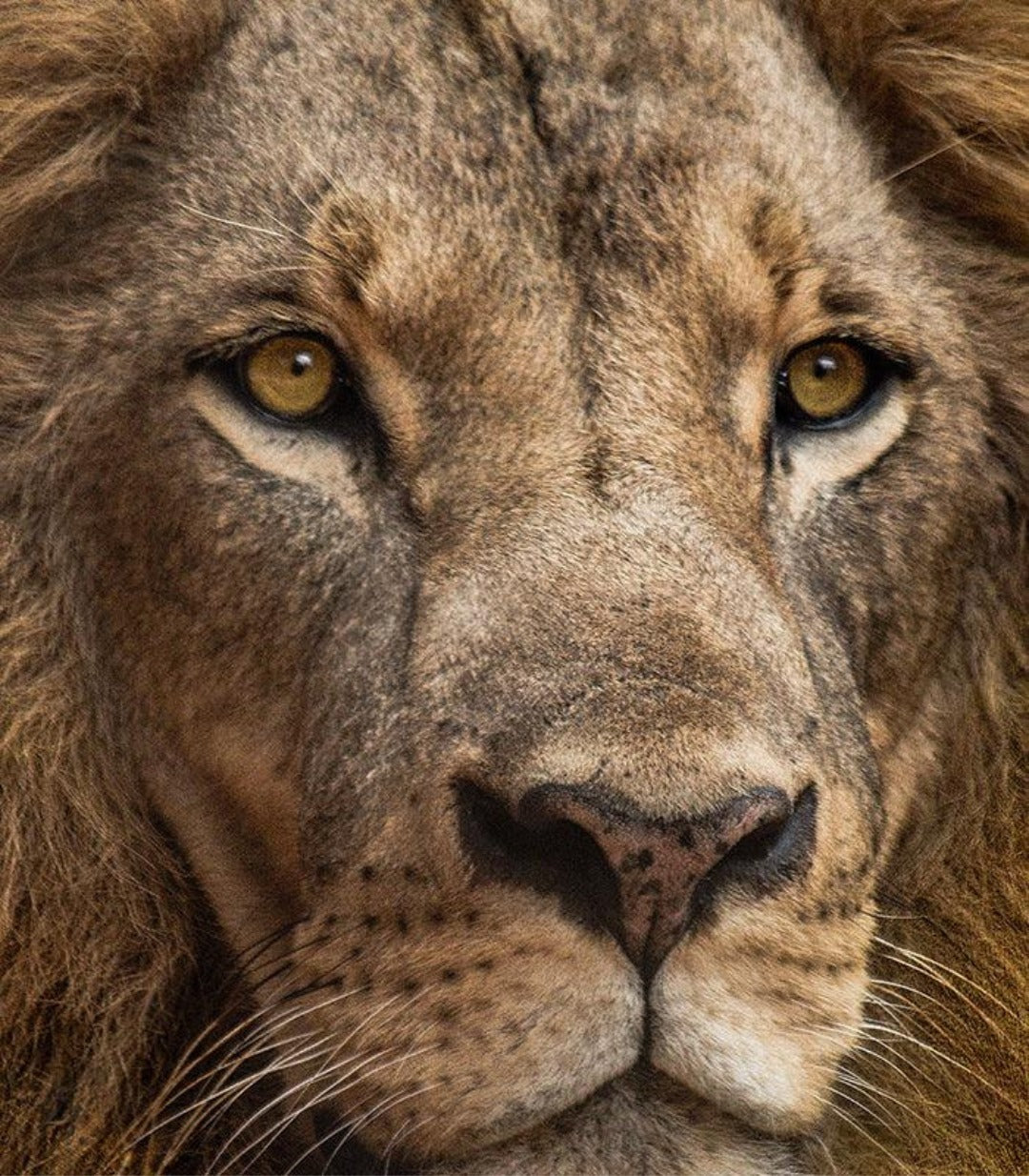 Lion portrait