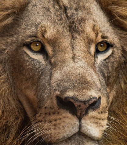 Lion portrait